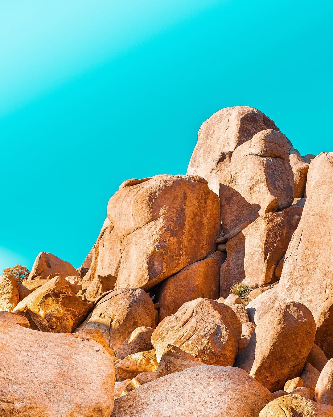 LANDSCAPES image JoshuaTree_Landscapes_1.jpeg